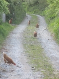 Chickens in Annascaul