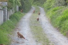Chickens in Annascaul