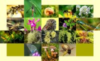 Biodiversity in Annascaul